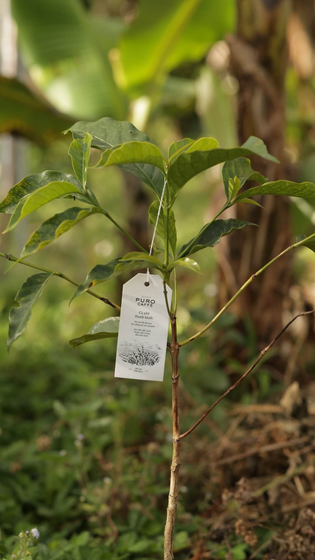 Cây cà phê typica trồng tại farm | Puro Coffee 1