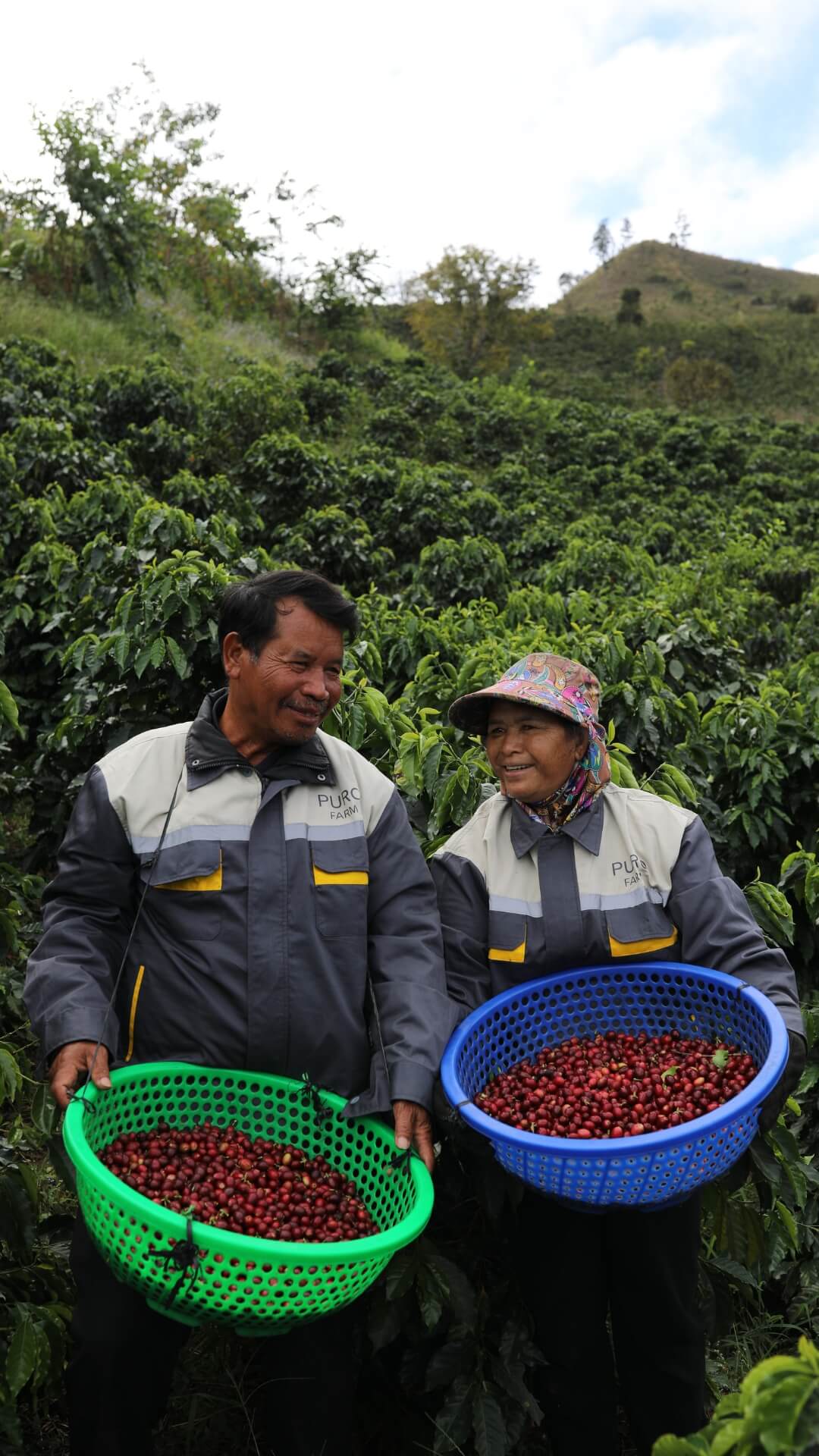 Hình ảnh thu hái cà phê | Puro Coffee 3