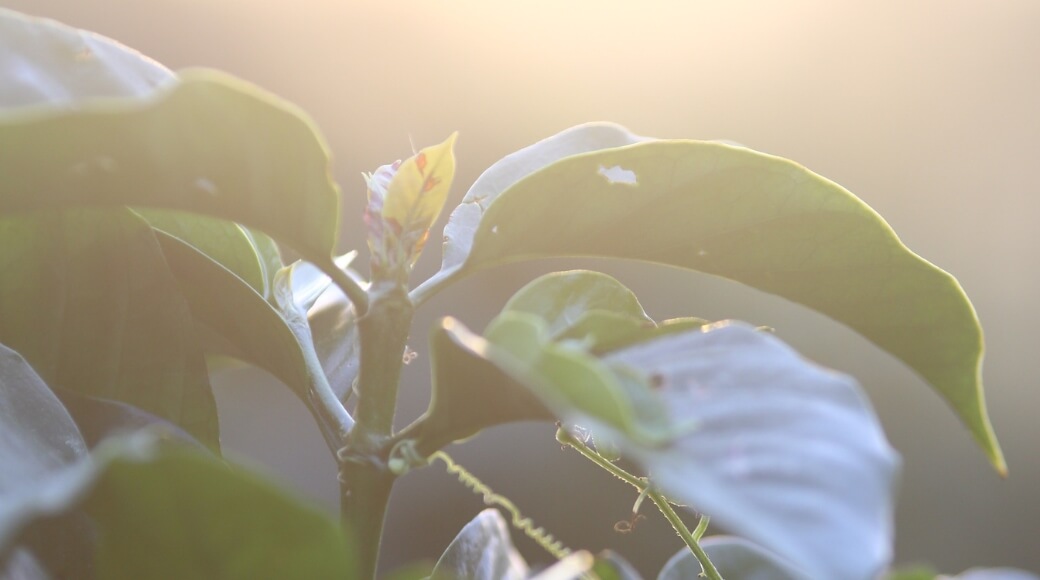 Ngọn cà phê trong nắng sớm | Puro Coffee