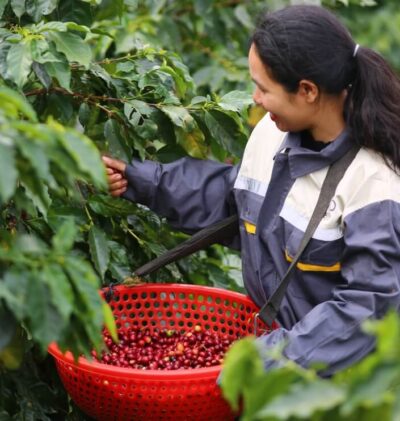 Puro Origin Langbiang Coffee Review: Flavor, Roast & Brewing Tips | Puro Coffee 1