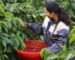 Puro Origin Langbiang Coffee Review: Flavor, Roast & Brewing Tips | Puro Coffee 1