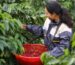 Puro Origin Langbiang Coffee Review: Flavor, Roast & Brewing Tips | Puro Coffee 1