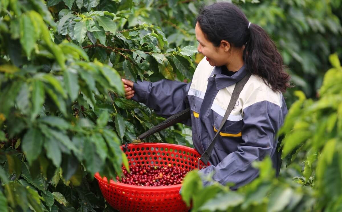 Puro Origin Langbiang Coffee Review: Flavor, Roast & Brewing Tips | Puro Coffee 1